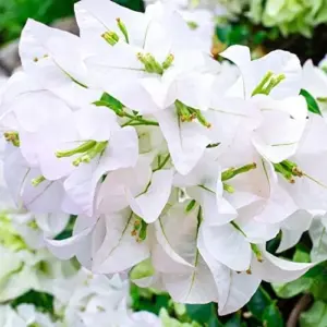 White Bougainvillea Seeds - 105 Pcs, Drought & Deer Resistant, Attract Pollinators, for Containers, Patio, Wall-Side Borders, Fences