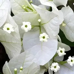 White Bougainvillea Seeds - 105 Pcs, Drought & Deer Resistant, Attract Pollinators, for Containers, Patio, Wall-Side Borders, Fences