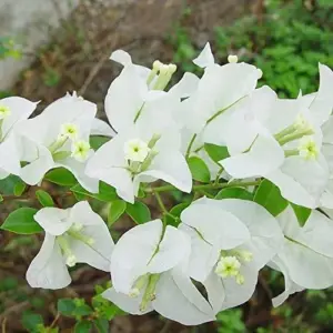 White Bougainvillea Seeds - 105 Pcs, Drought & Deer Resistant, Attract Pollinators, for Containers, Patio, Wall-Side Borders, Fences
