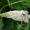 White Butterfly Bush Seeds Buddleia Davidii Perennial Shrub 50 Pcs White