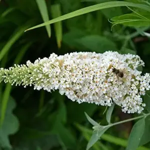White Butterfly Bush Seeds Buddleia Davidii Perennial Shrub 50 Pcs White
