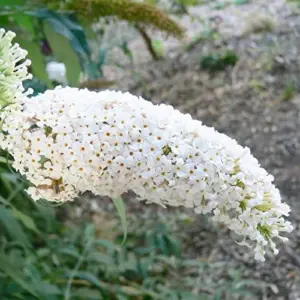 White Butterfly Bush Seeds Buddleia Davidii Perennial Shrub 50 Pcs White