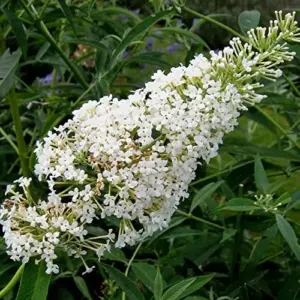 White Butterfly Bush Seeds Buddleia Davidii Perennial Shrub 50 Pcs White