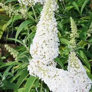 White Butterfly Bush Seeds Buddleia Davidii Perennial Shrub 50 Pcs White