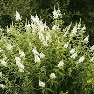 White Butterfly Bush Seeds Buddleia Davidii Perennial Shrub 50 Pcs White