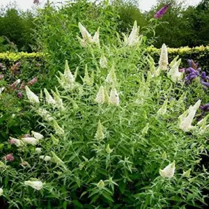 White Butterfly Bush Seeds Buddleia Davidii Perennial Shrub 50 Pcs White