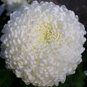 White Chrysanthemum Flower Seeds - 100 Pcs Organic Outdoor Floral Arrangement Seeds for Beds, Borders & Containers