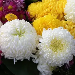 White Chrysanthemum Flower Seeds - 100 Pcs Organic Outdoor Floral Arrangement Seeds for Beds, Borders & Containers
