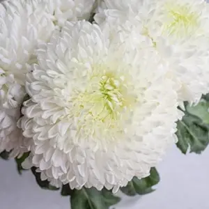 White Chrysanthemum Flower Seeds - 100 Pcs Organic Outdoor Floral Arrangement Seeds for Beds, Borders & Containers