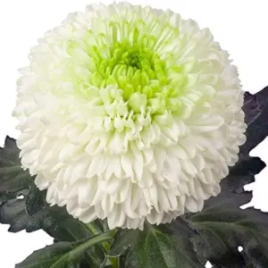 White Chrysanthemum Flower Seeds - 100 Pcs Organic Outdoor Floral Arrangement Seeds for Beds, Borders & Containers