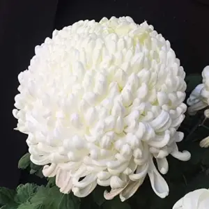 White Chrysanthemum Flower Seeds - 100 Pcs Organic Outdoor Floral Arrangement Seeds for Beds, Borders & Containers