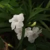 White Flower Seeds Perennial 30 Pcs Outdoor Heat Tolerant Attracts Pollinators