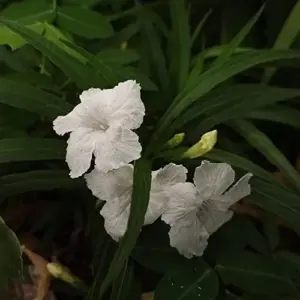 White Flower Seeds Perennial 30 Pcs Outdoor Heat Tolerant Attracts Pollinators