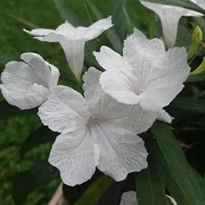 White Flower Seeds Perennial 30 Pcs Outdoor Heat Tolerant Attracts Pollinators