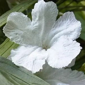 White Flower Seeds Perennial 30 Pcs Outdoor Heat Tolerant Attracts Pollinators