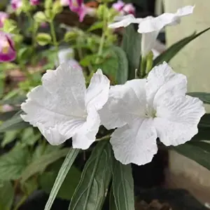 White Flower Seeds Perennial 30 Pcs Outdoor Heat Tolerant Attracts Pollinators