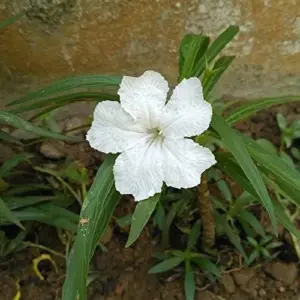 White Flower Seeds Perennial 30 Pcs Outdoor Heat Tolerant Attracts Pollinators