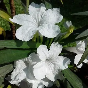 White Flower Seeds Perennial 30 Pcs Outdoor Heat Tolerant Attracts Pollinators
