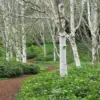 White Paper Birch Tree Seeds Betula papyrifera 50+ Count Ornamental Deciduous Garden Tree Seeds White