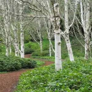 White Paper Birch Tree Seeds Betula papyrifera 50+ Count Ornamental Deciduous Garden Tree Seeds White