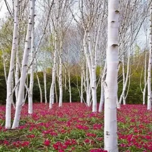 White Paper Birch Tree Seeds Betula papyrifera 50+ Count Ornamental Deciduous Garden Tree Seeds White