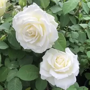 White Rose Seeds Perennial - Fragrant Flower Seeds for Patio, Garden, Landscape Decor - Attracts Pollinators - 5 Pcs