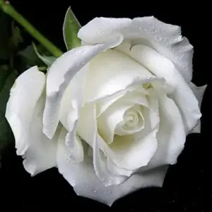 White Rose Seeds Perennial - Fragrant Flower Seeds for Patio, Garden, Landscape Decor - Attracts Pollinators - 5 Pcs