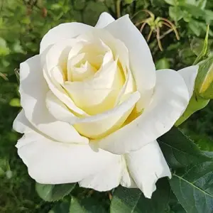 White Rose Seeds Perennial - Fragrant Flower Seeds for Patio, Garden, Landscape Decor - Attracts Pollinators - 5 Pcs