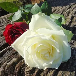 White Rose Seeds Perennial - Fragrant Flower Seeds for Patio, Garden, Landscape Decor - Attracts Pollinators - 5 Pcs