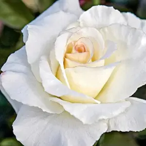 White Rose Seeds Perennial - Fragrant Flower Seeds for Patio, Garden, Landscape Decor - Attracts Pollinators - 5 Pcs