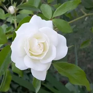 White Rose Seeds Perennial - Fragrant Flower Seeds for Patio, Garden, Landscape Decor - Attracts Pollinators - 5 Pcs