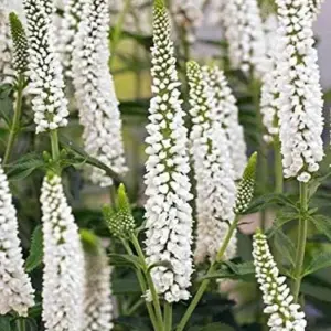 White Veronica Seeds Speedwell Royal Candle Perennial Flowering Seeds 100 Count