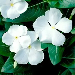 White Vinca Seeds, Periwinkle Flower Seeds, Heirloom Non-GMO, 50 Count, White Petals