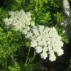Wild Carrot Flower Seeds - Edible, Low Maintenance, Attracts Pollinators, Outdoor 30 Pcs Green Flower Seeds