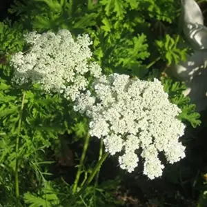 Wild Carrot Flower Seeds - Edible, Low Maintenance, Attracts Pollinators, Outdoor 30 Pcs Green Flower Seeds