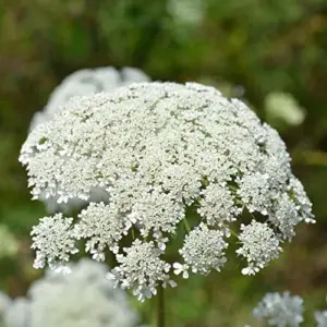 Wild Carrot Flower Seeds - Edible, Low Maintenance, Attracts Pollinators, Outdoor 30 Pcs Green Flower Seeds