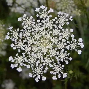 Wild Carrot Flower Seeds - Edible, Low Maintenance, Attracts Pollinators, Outdoor 30 Pcs Green Flower Seeds
