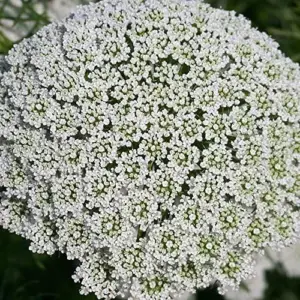 Wild Carrot Flower Seeds - Edible, Low Maintenance, Attracts Pollinators, Outdoor 30 Pcs Green Flower Seeds