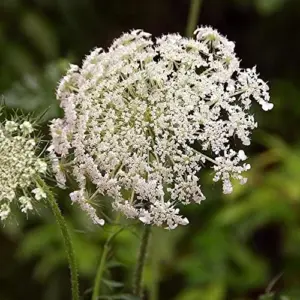 Wild Carrot Flower Seeds - Edible, Low Maintenance, Attracts Pollinators, Outdoor 30 Pcs Green Flower Seeds