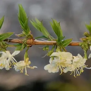 Winter Honeysuckle Seeds Lonicera Fragrantissima Deciduous Shrub Fragrant White Flowers 150 Pcs