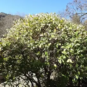 Winter Honeysuckle Seeds Lonicera Fragrantissima Deciduous Shrub Fragrant White Flowers 150 Pcs