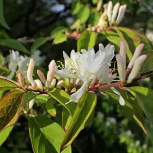 Winter Honeysuckle Seeds Lonicera Fragrantissima Deciduous Shrub Fragrant White Flowers 150 Pcs