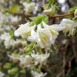 Winter Honeysuckle Seeds Lonicera Fragrantissima Deciduous Shrub Fragrant White Flowers 150 Pcs