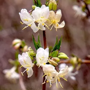 Winter Honeysuckle Seeds Lonicera Fragrantissima Deciduous Shrub Fragrant White Flowers 150 Pcs