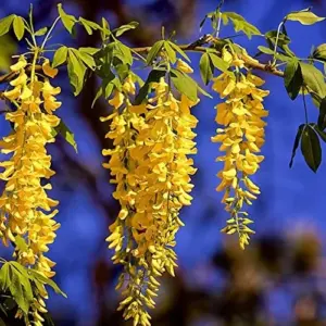 Wisteria Sinensis Seeds Fragrant Climbing Vine 10-Pack Flower Seeds for Gardens & Landscapes Outdoor Planting