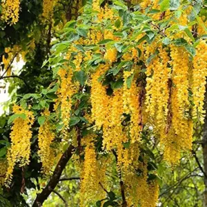 Wisteria Sinensis Seeds Fragrant Climbing Vine 10-Pack Flower Seeds for Gardens & Landscapes Outdoor Planting