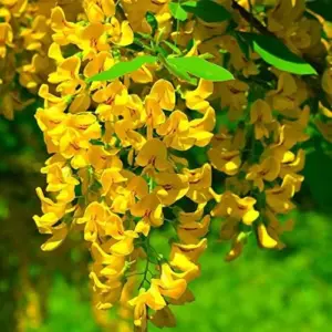 Wisteria Sinensis Seeds Fragrant Climbing Vine 10-Pack Flower Seeds for Gardens & Landscapes Outdoor Planting