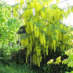 Wisteria Sinensis Seeds Fragrant Climbing Vine 10-Pack Flower Seeds for Gardens & Landscapes Outdoor Planting