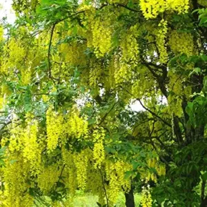 Wisteria Sinensis Seeds Fragrant Climbing Vine 10-Pack Flower Seeds for Gardens & Landscapes Outdoor Planting