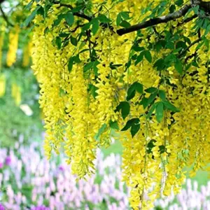 Wisteria Sinensis Seeds Fragrant Climbing Vine 10-Pack Flower Seeds for Gardens & Landscapes Outdoor Planting